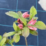 Azalka veľkokvetá (Azalea mollis) ´STRAWBERRY ICE´ - výška 30-40 cm, kont. C1L